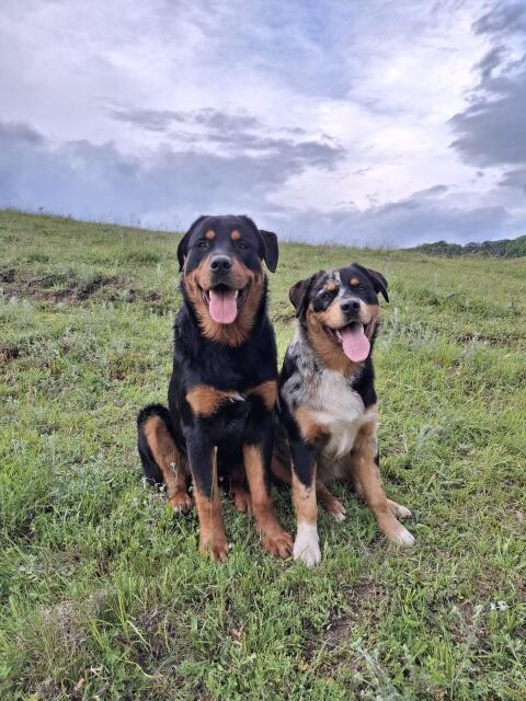 Rottweiler x Australian Shepherd Welpen (Rüden) abzugeben