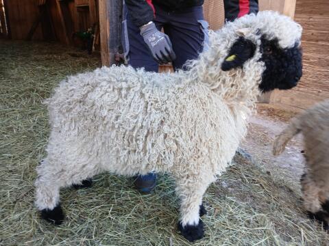 Walliser-Schwarznasen-Widder