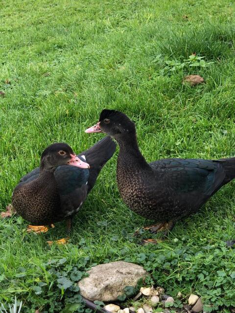 Flugenten aus natürlicher Haltung