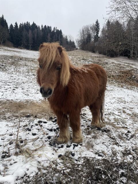 Pony (Pippi) gratis abzugeben