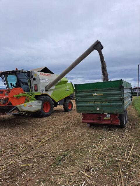 Regionale Sonnenblumenkerne zu verkaufen