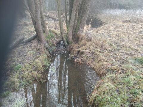 Vitis: 2,14 ha Wiese und Wald mit Bachlauf: Fischteichprojekt?