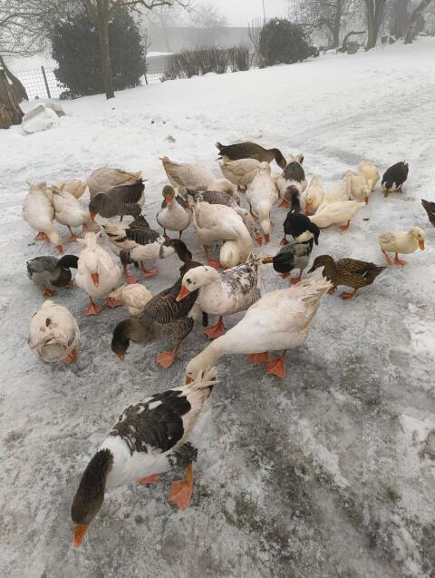 Verkaufe Enten und Gänse
