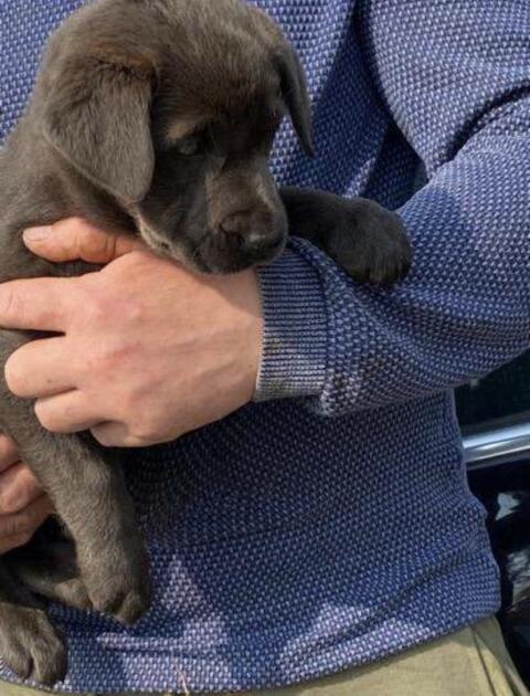 Labradorwelpen: charcoal Hündin