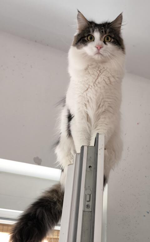 Schmusekater