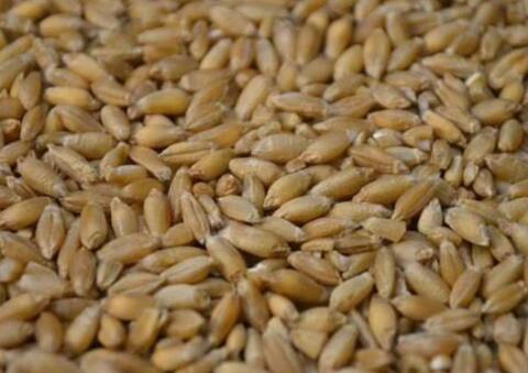 Triticale Futter UMS2 Ernte 2026