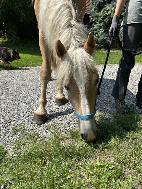 Haflinger-Wallach