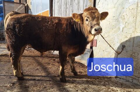 Murbodner Zuchtstier Joschua