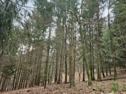 Wald Rohrbach zu verkaufen 4.800 m² Natur, Ruhe, Wert