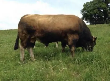 Aubrac, Deckstiere