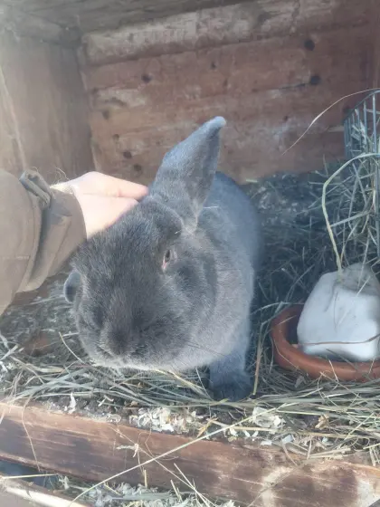 Junge Kaninchen/Blaue Wiener