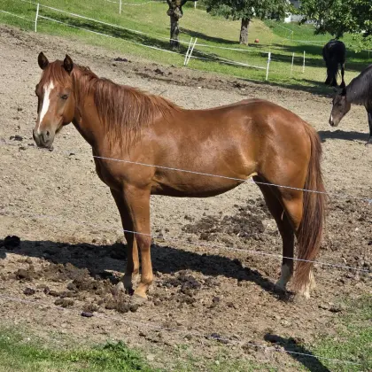 Hübsche 3-jähr. Quarterstute