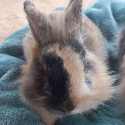 Löwenkopf Zwergkaninchen