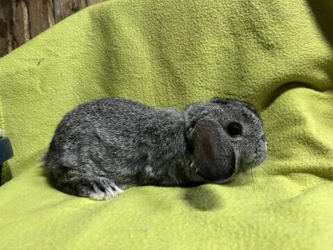 Zwergwidder von der Birkenallee