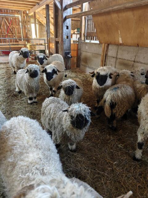 Walliser Schwarznasen Auenlämmer HB-fähig