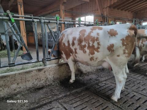 Bio FL oder FL×RF Jungkühe