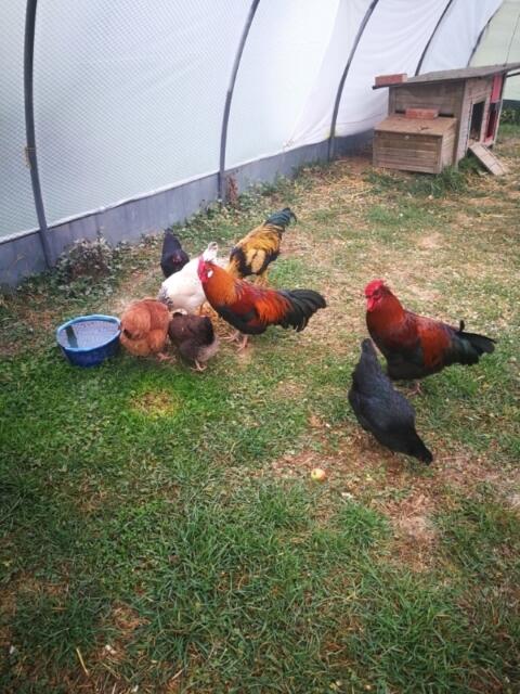 Altsteirer Hehnen und Hahn