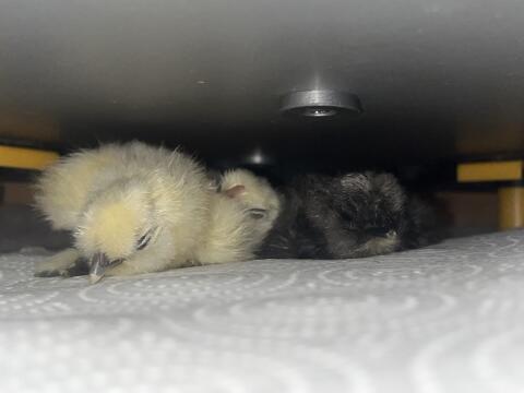 Seidenhuhn Kücken und Bruteier