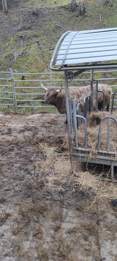 Hochlandrind Kuh Bio