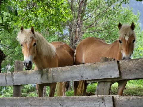 Haflinger Stute
