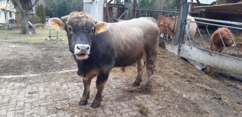 Murbodner Zuchtstier