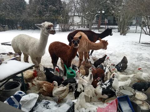 Alpakas, Warzenenten, Hühner