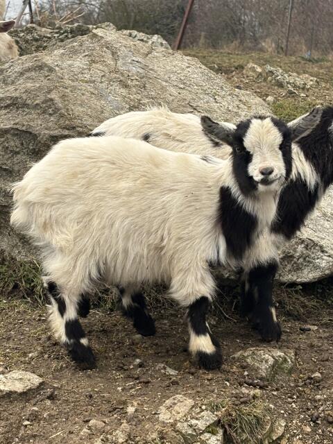 Zwergziege weiblich13