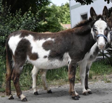 Eselstute gescheckt