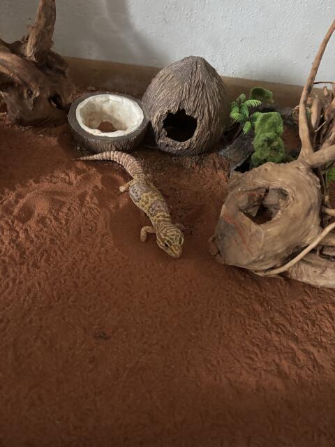 Leoparden geckos abzugeben