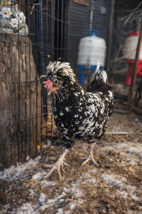 Hennen suchen ein neues Zuhause