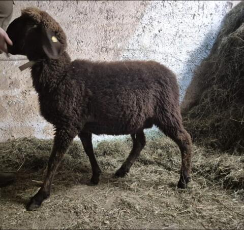 Braunes Bergschaf BIO