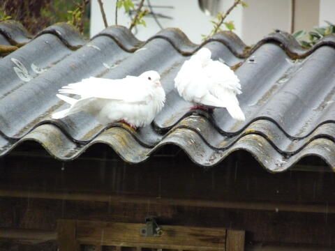 Brieftauben
