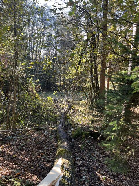 Suche Waldfläche im Bezirk Villach Land