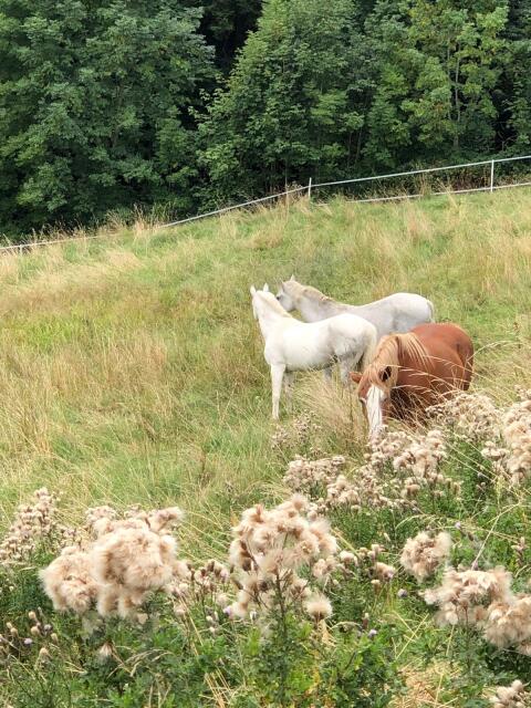 Sommerurlaub für Pferde