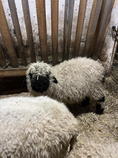 Weibliche Walliser Schwarznasenschafe