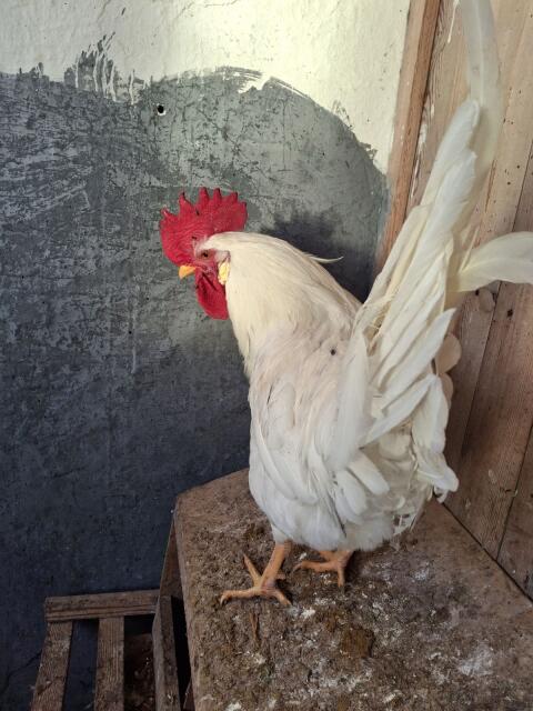 Hahn zu verschenken