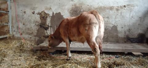 Bio Aubrac Jungstier