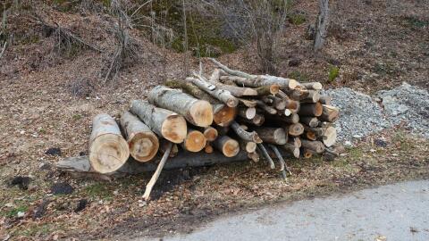 Rundholz Stämme Buche, Esche, Ulme Nutz- bzw. Brennholz