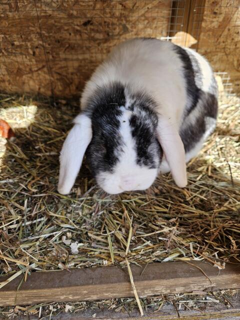 Verkaufe 2 Zwergwidderhasen