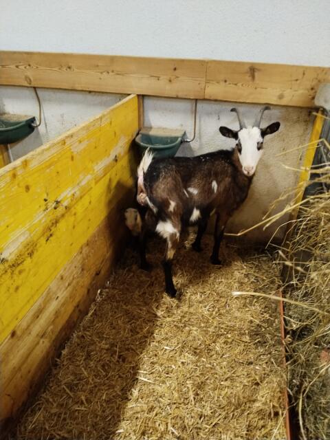 Verkaufe HB fähige Tauernscheckenziege