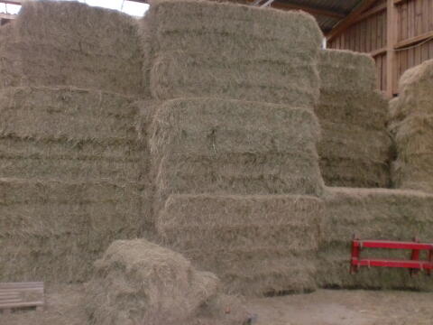 Bio-Heu in Quaderballen in 85419 Mauern