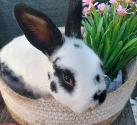 Kaninchen Zwergkaninchen Rammler Hase