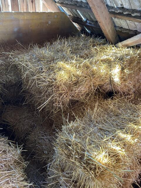 Stroh- Kleinballen Ernte 2025