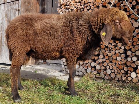 Brauner Bergschaf Widder - BIO
