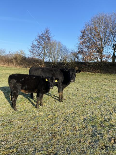 Angus Kuh mit Kuhkalb