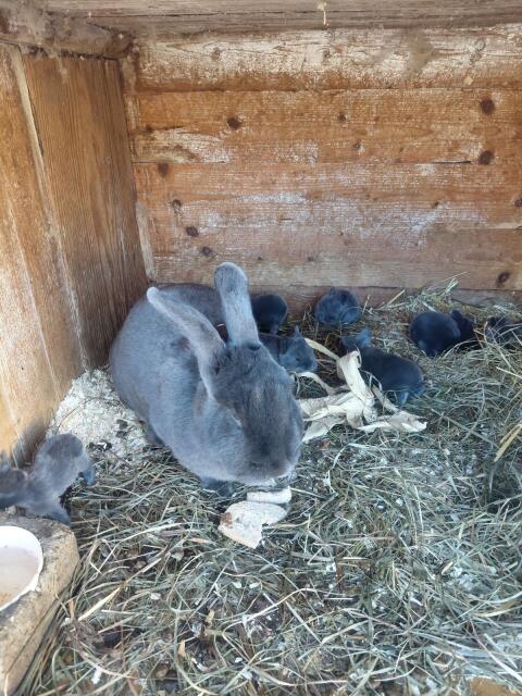 Junge Kaninchen, Blaue Wiener