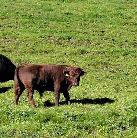 Dexter Jungrind männlich