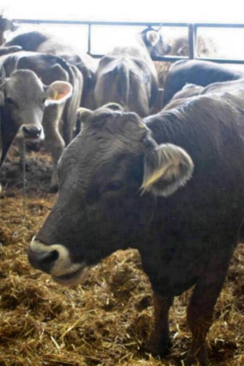 Original Braunvieh Tiere