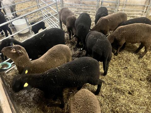 Jura BIO Lämmer, weiblich und männlich