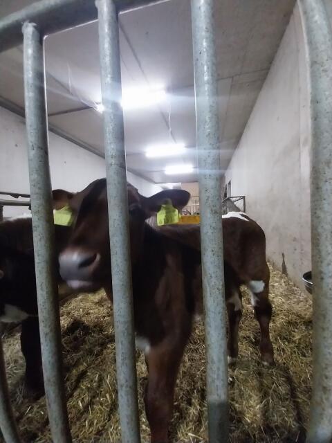 Stierkalb Pinzgauer/Rf